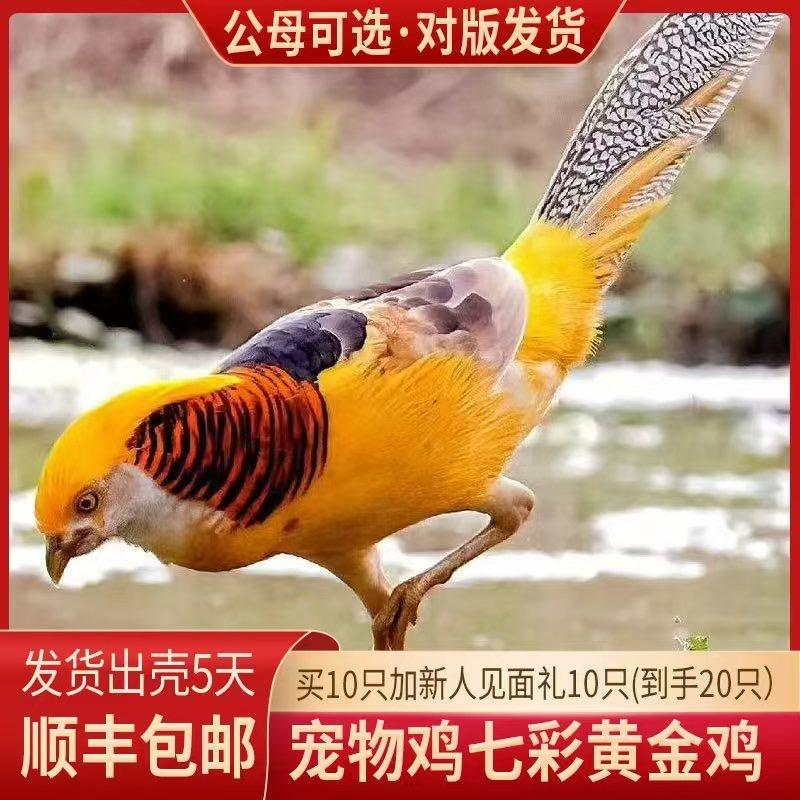 苏禽宠物馆石峰区窝邵百货商行
