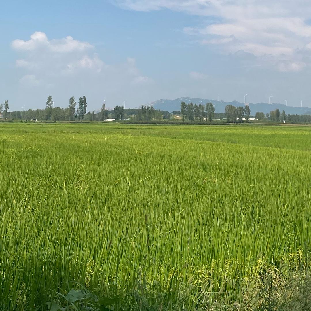 刘根
