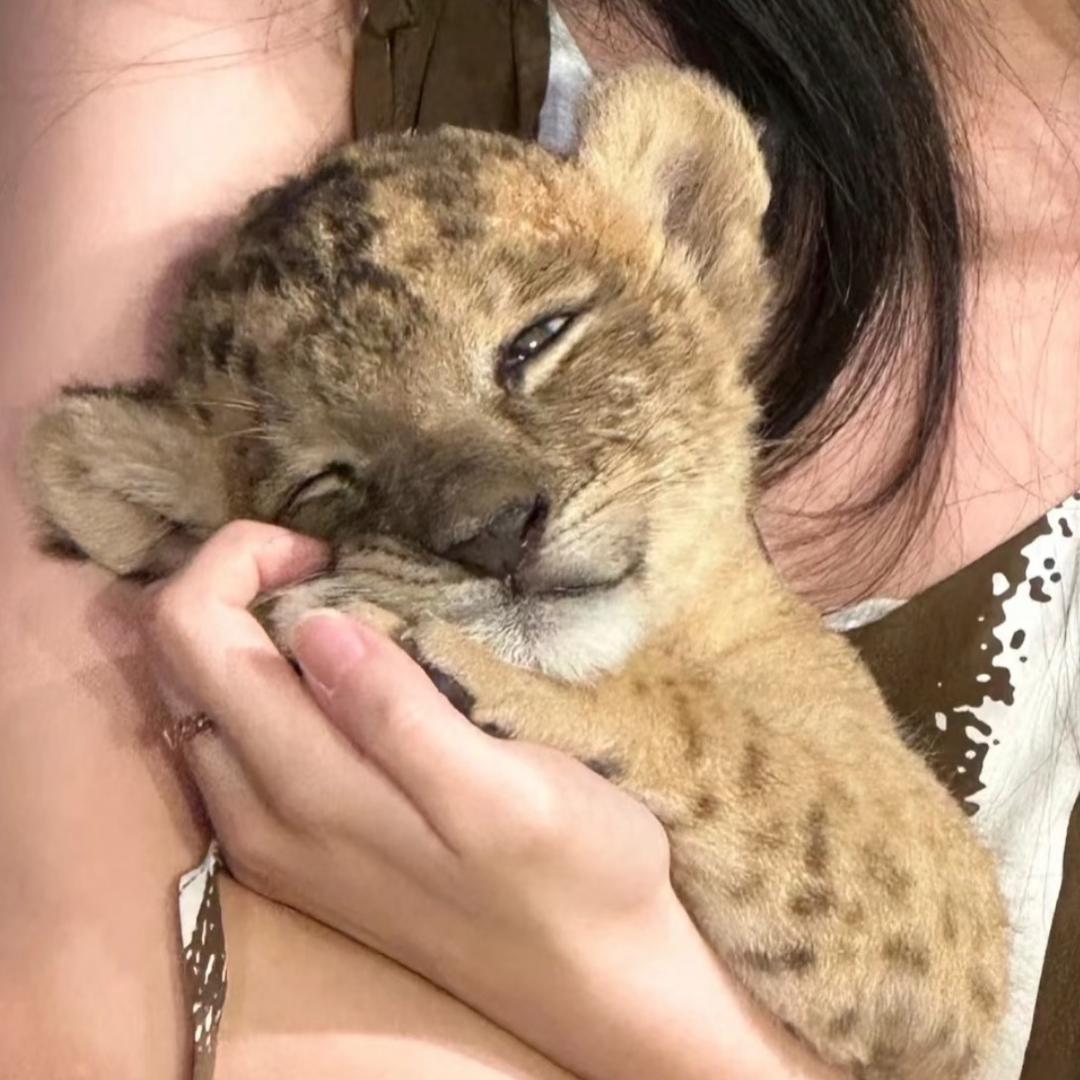 洪金豹豹