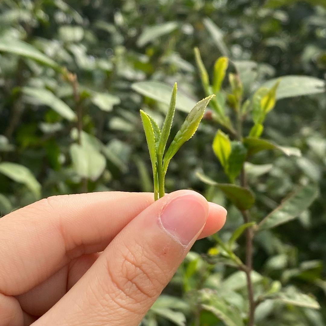 茶妹儿·信阳毛尖