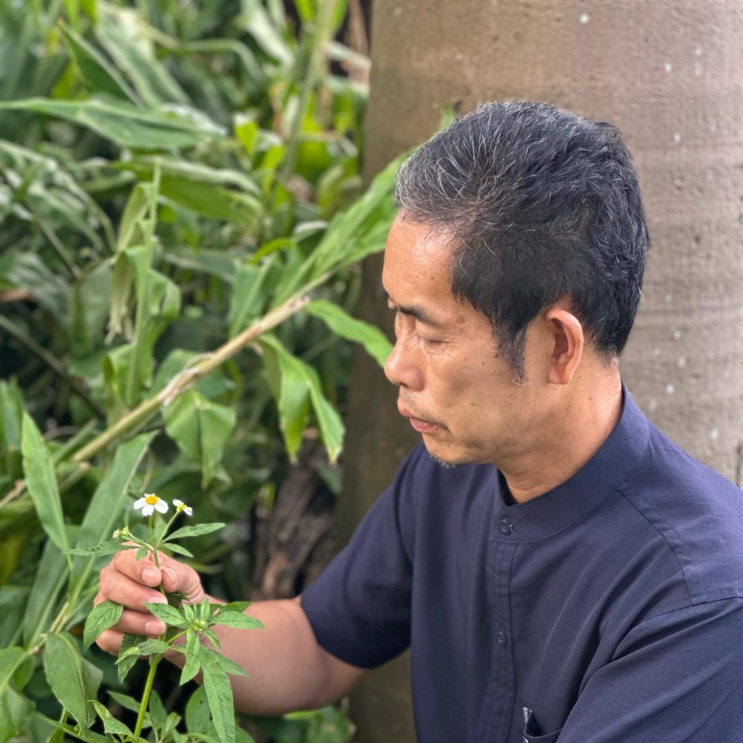 黎叔植物分享