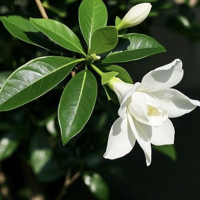 美迪花世界