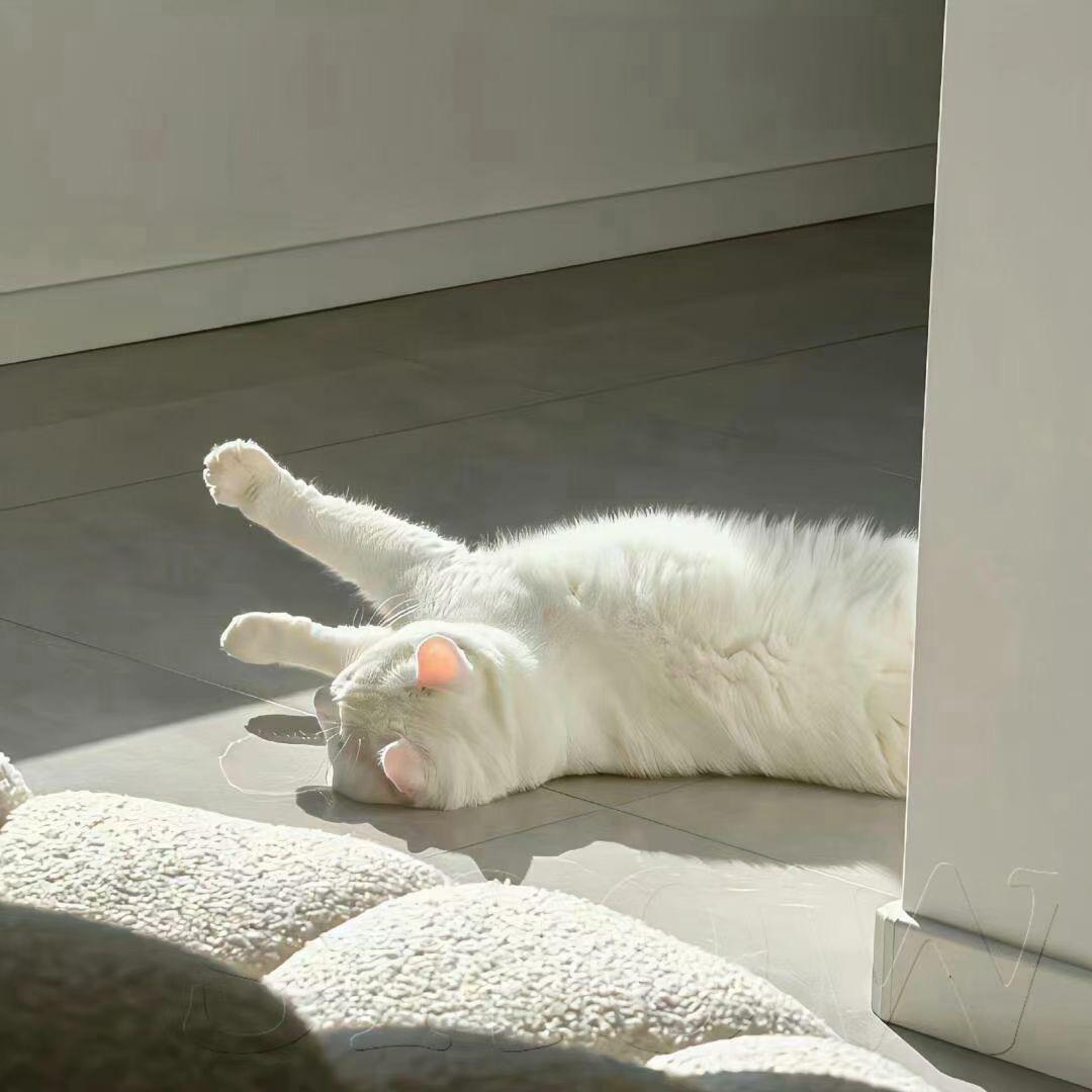 bobi