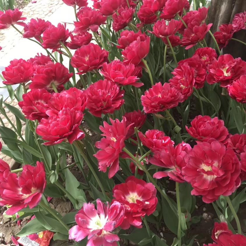 🍁若🌹雪🐲