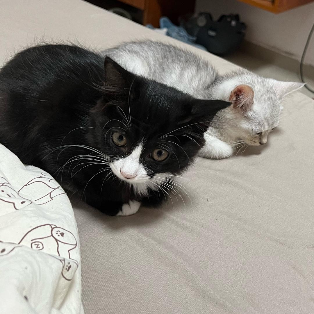 这只猫叫巧克力