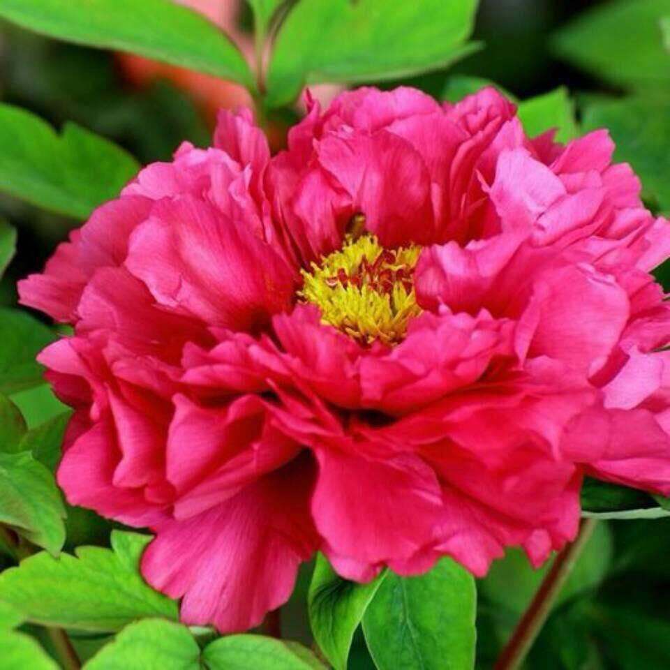 淡然如菊
