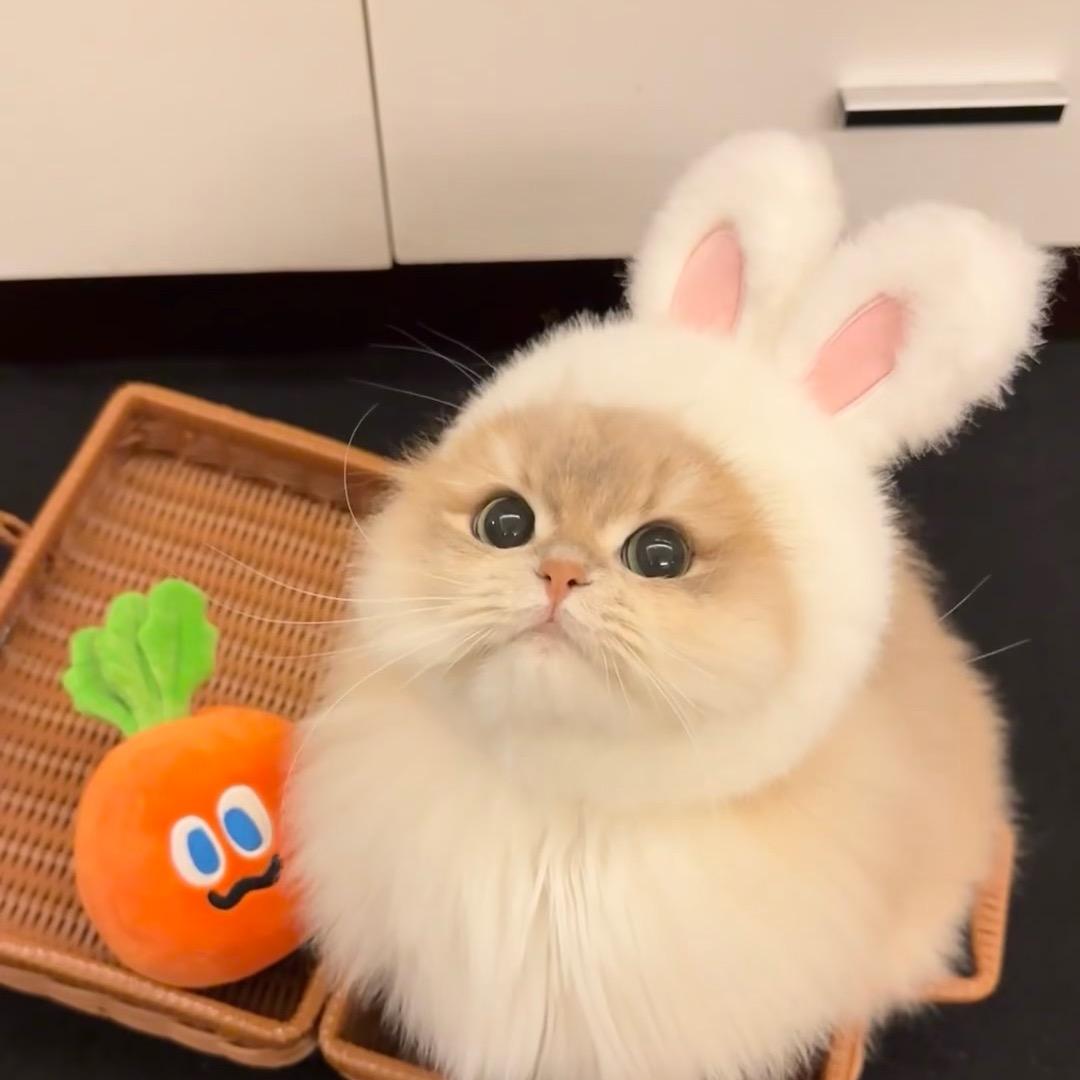 拜托快睡吧