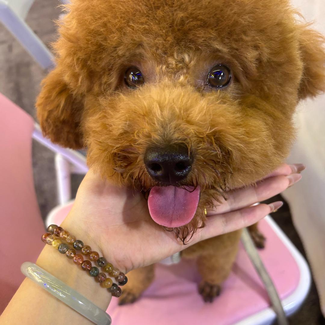 糖果🍬是只小泰迪