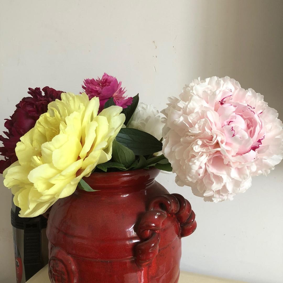 小李子彡（花生活）