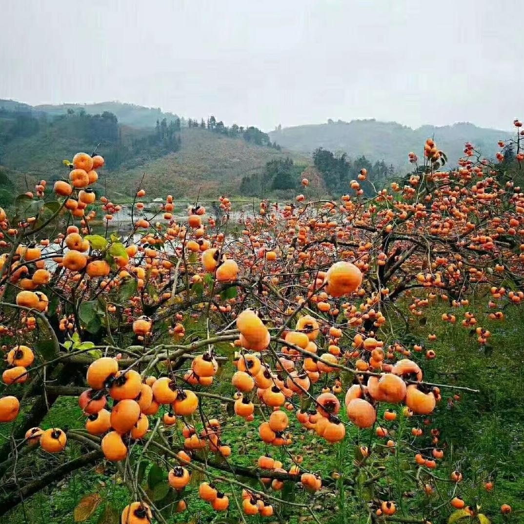 西安小王柿饼🍅