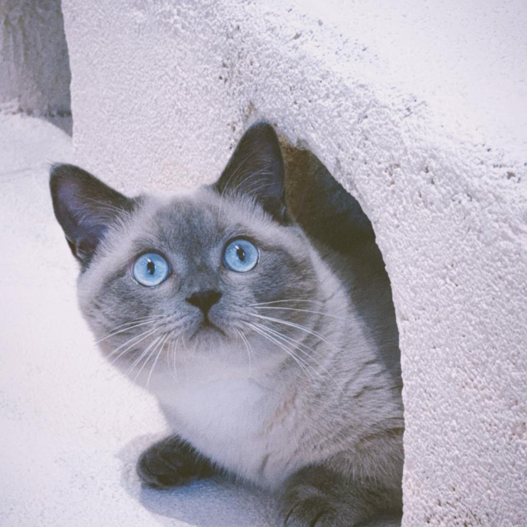 Max-