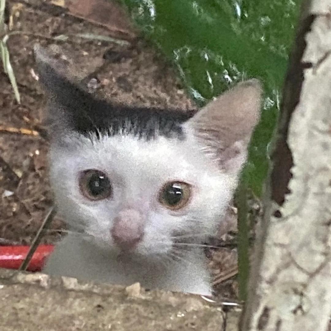花仔