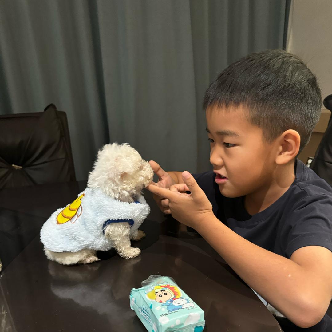 豆门的幸福生活👦（比熊）🐶