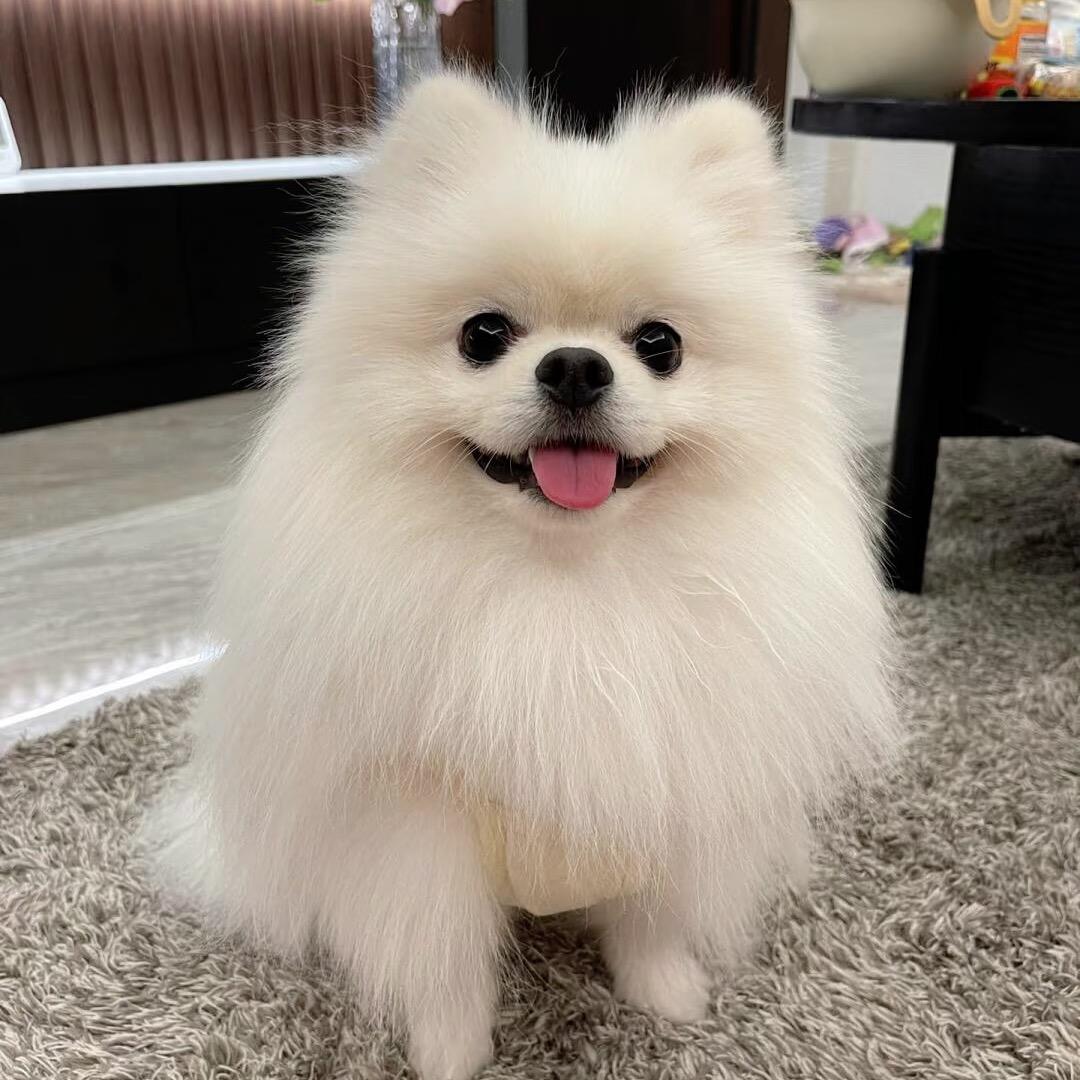 果果家的小博美