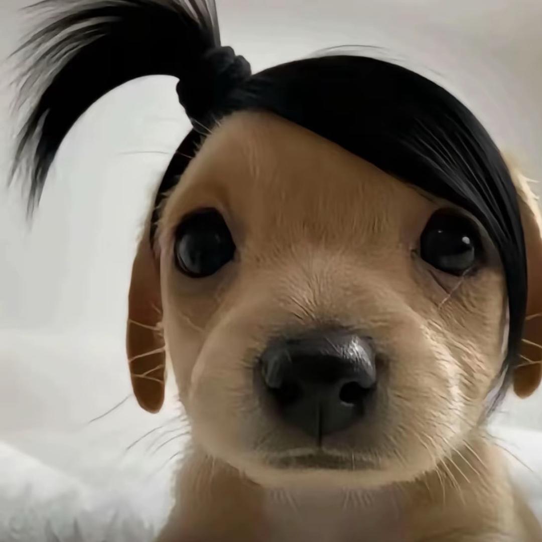 朱古力