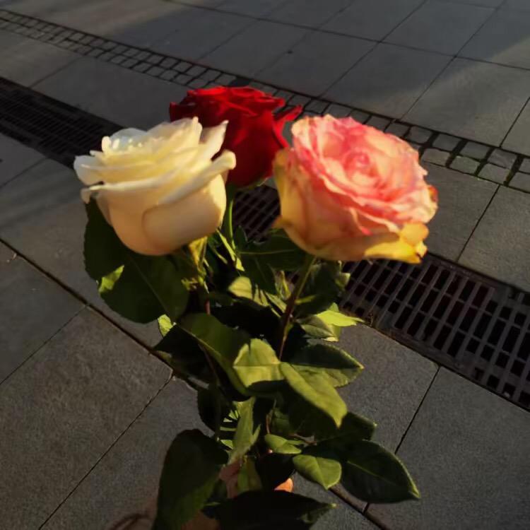 菜花.
