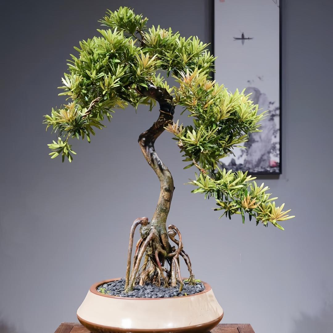 小黎罗汉松苗木