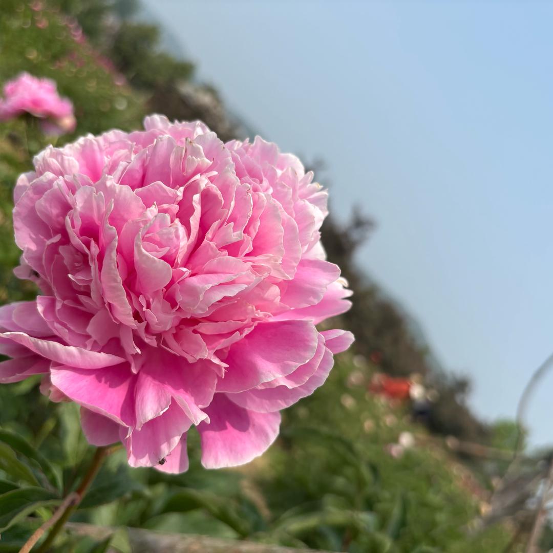 妞妞