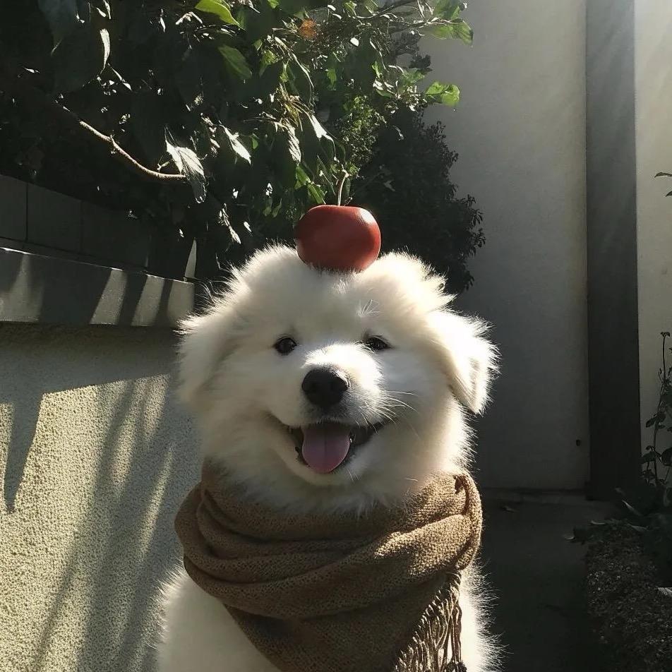 心碎小狗꒦ິ^꒦ິ