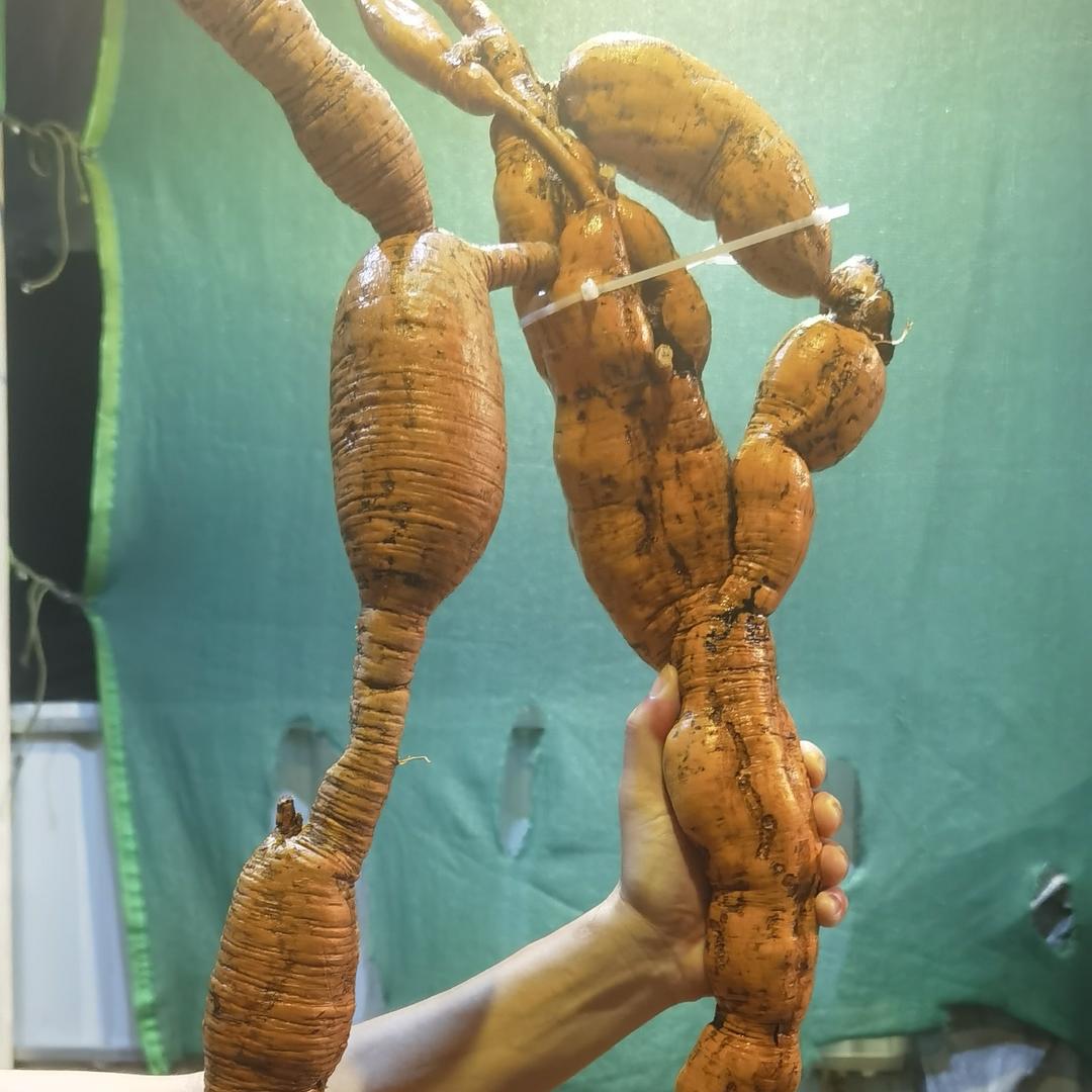 大岗岭滋补品商行