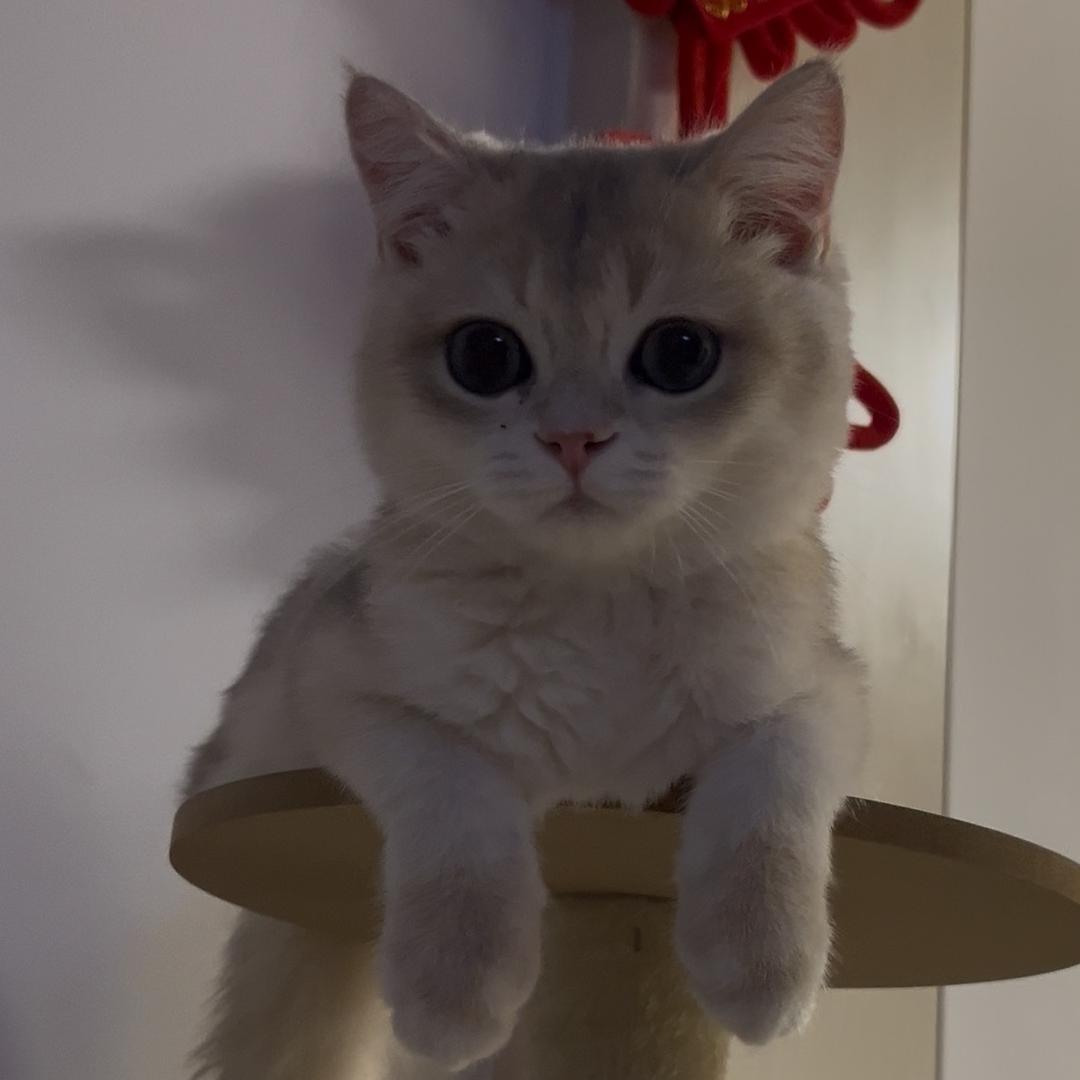 咕噜猫