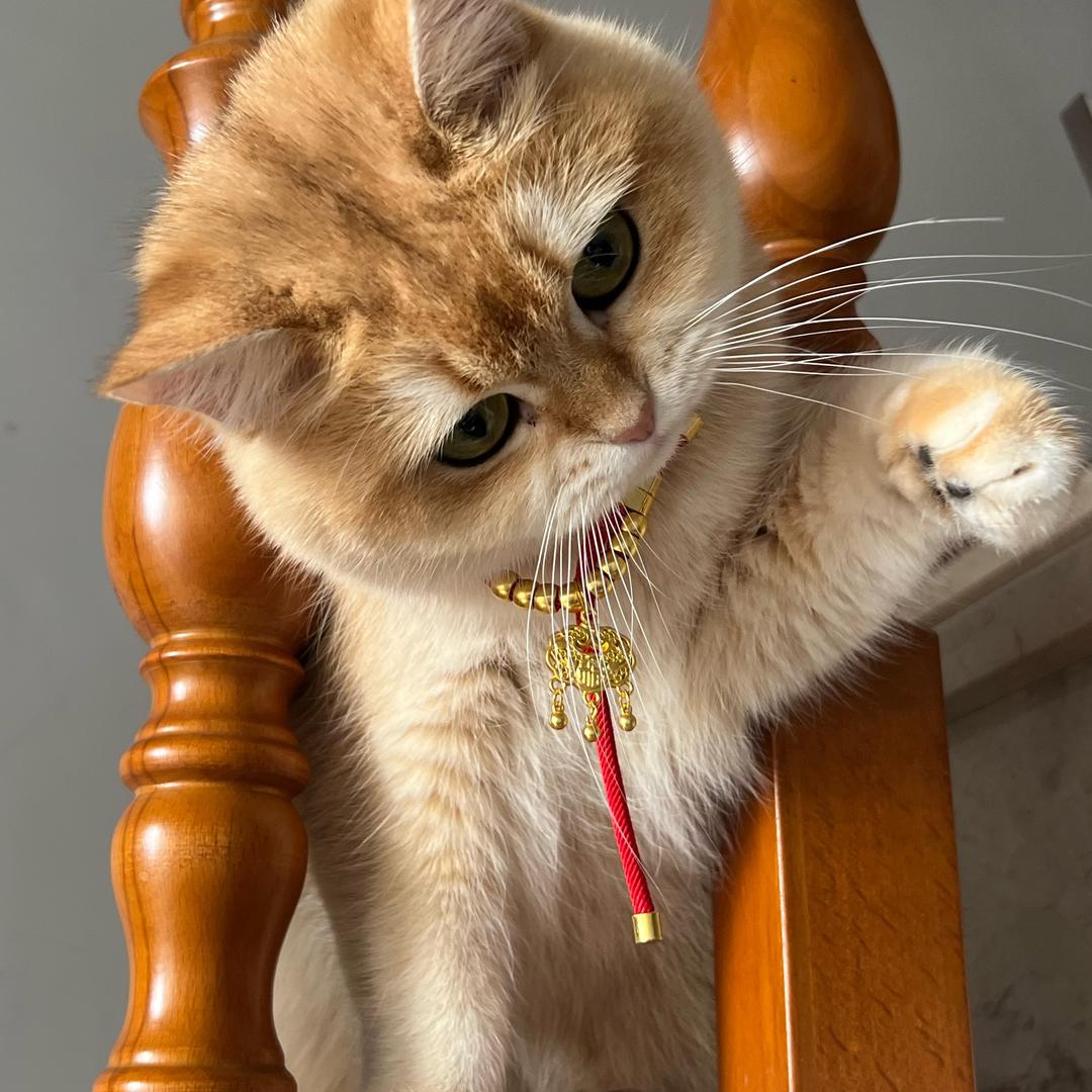 曾乖乖的猫