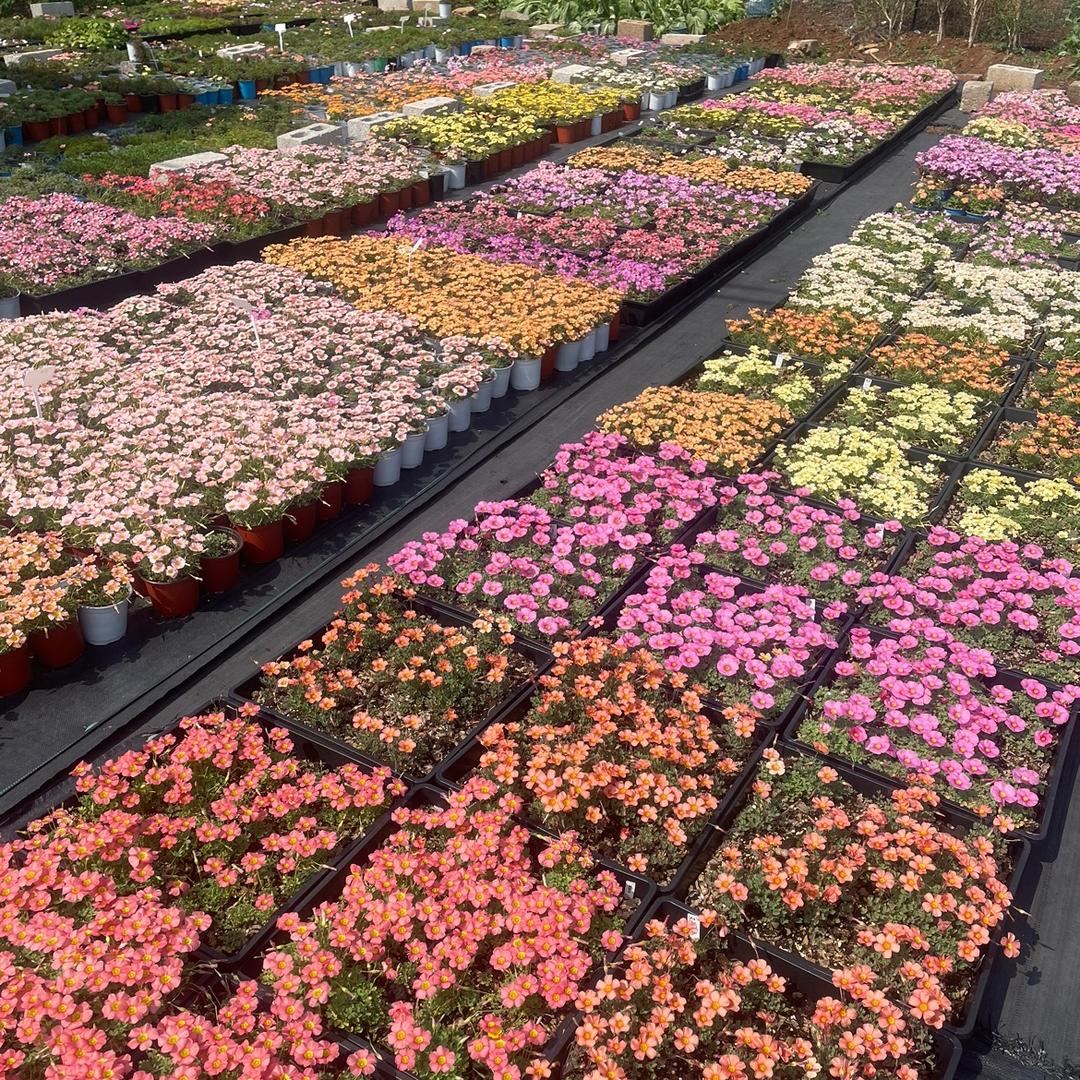 又爆盆了的酢浆草