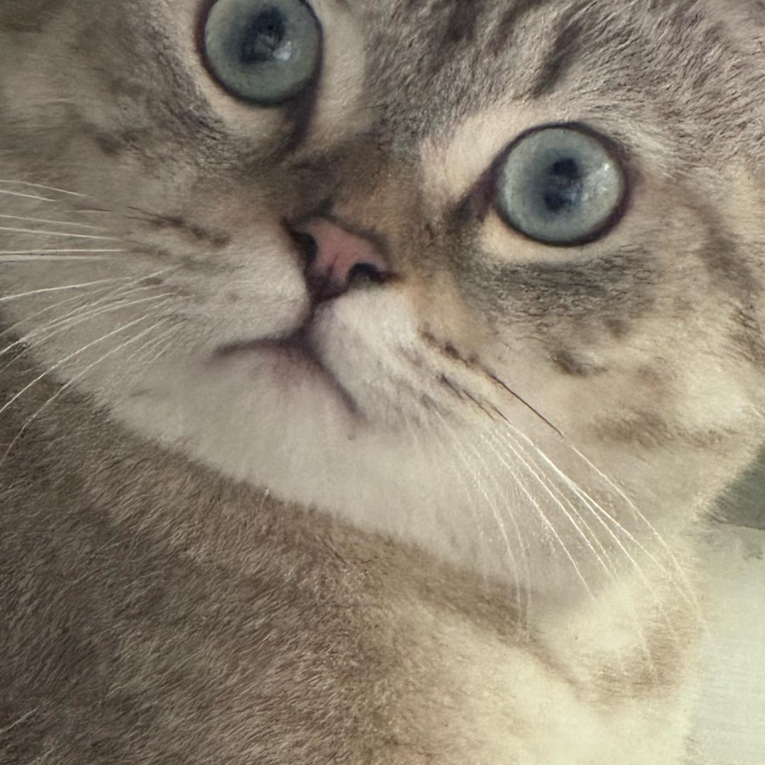 66是猫猫🐱
