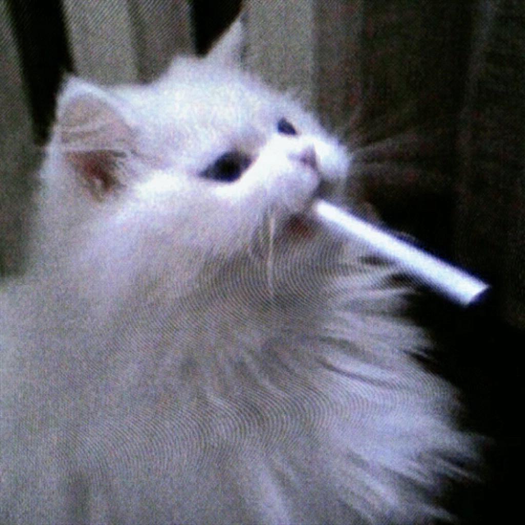 面瘫猫猫fi