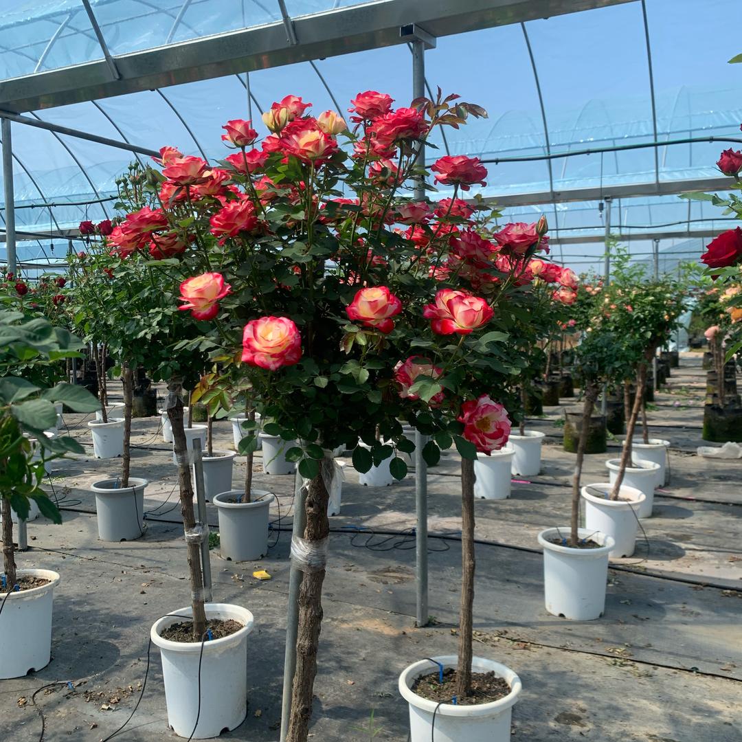 花君迷花卉园艺