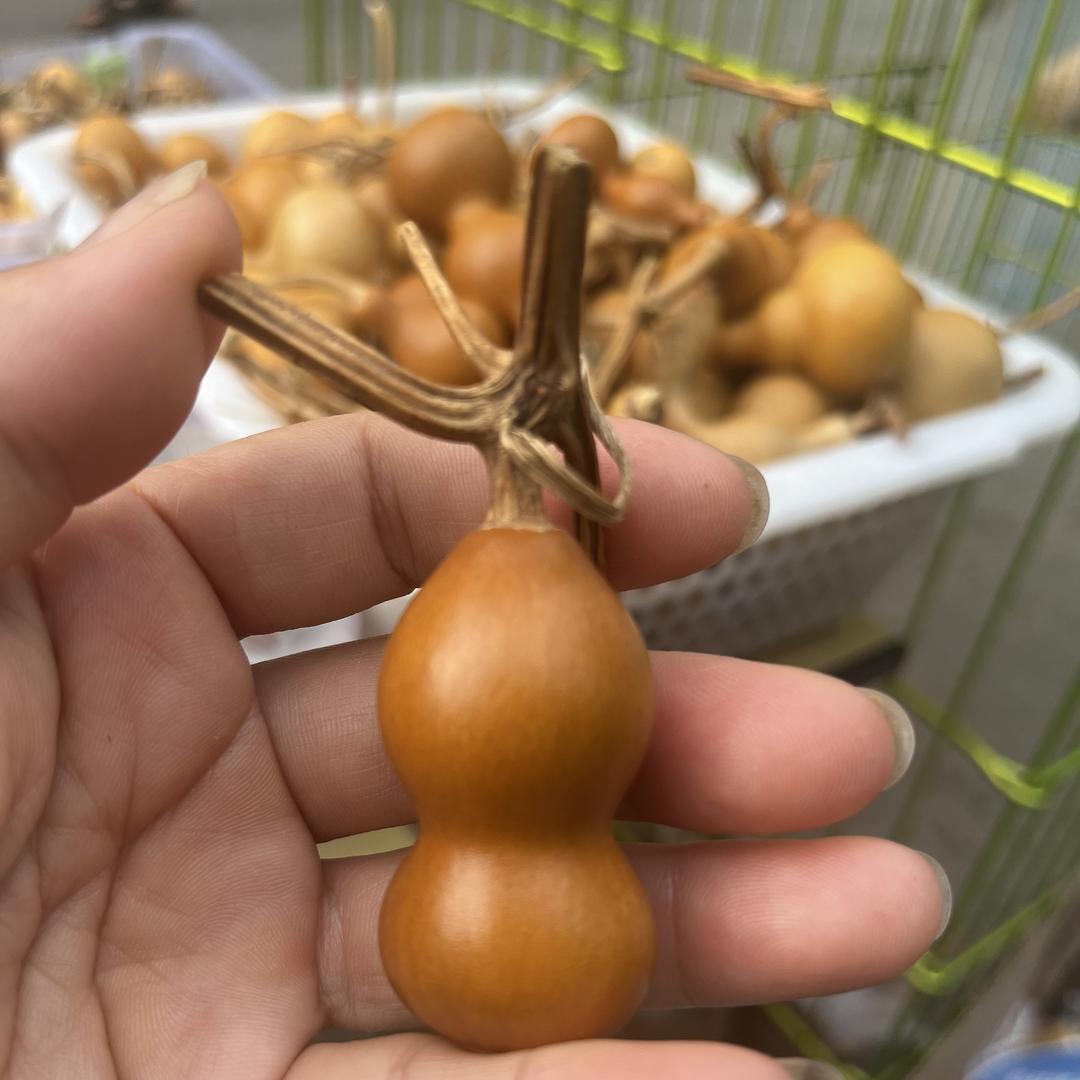 红姐家的葫芦