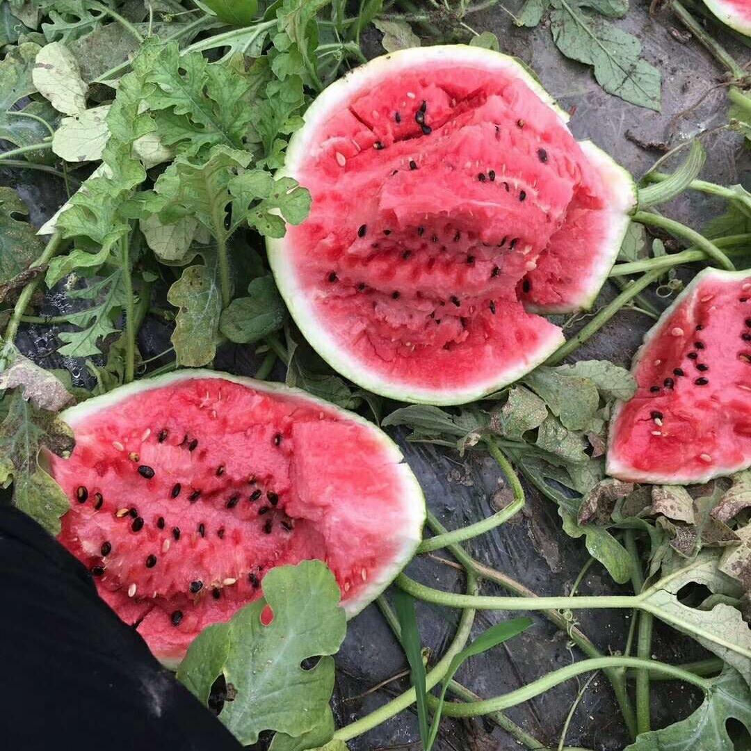 霸占红尘