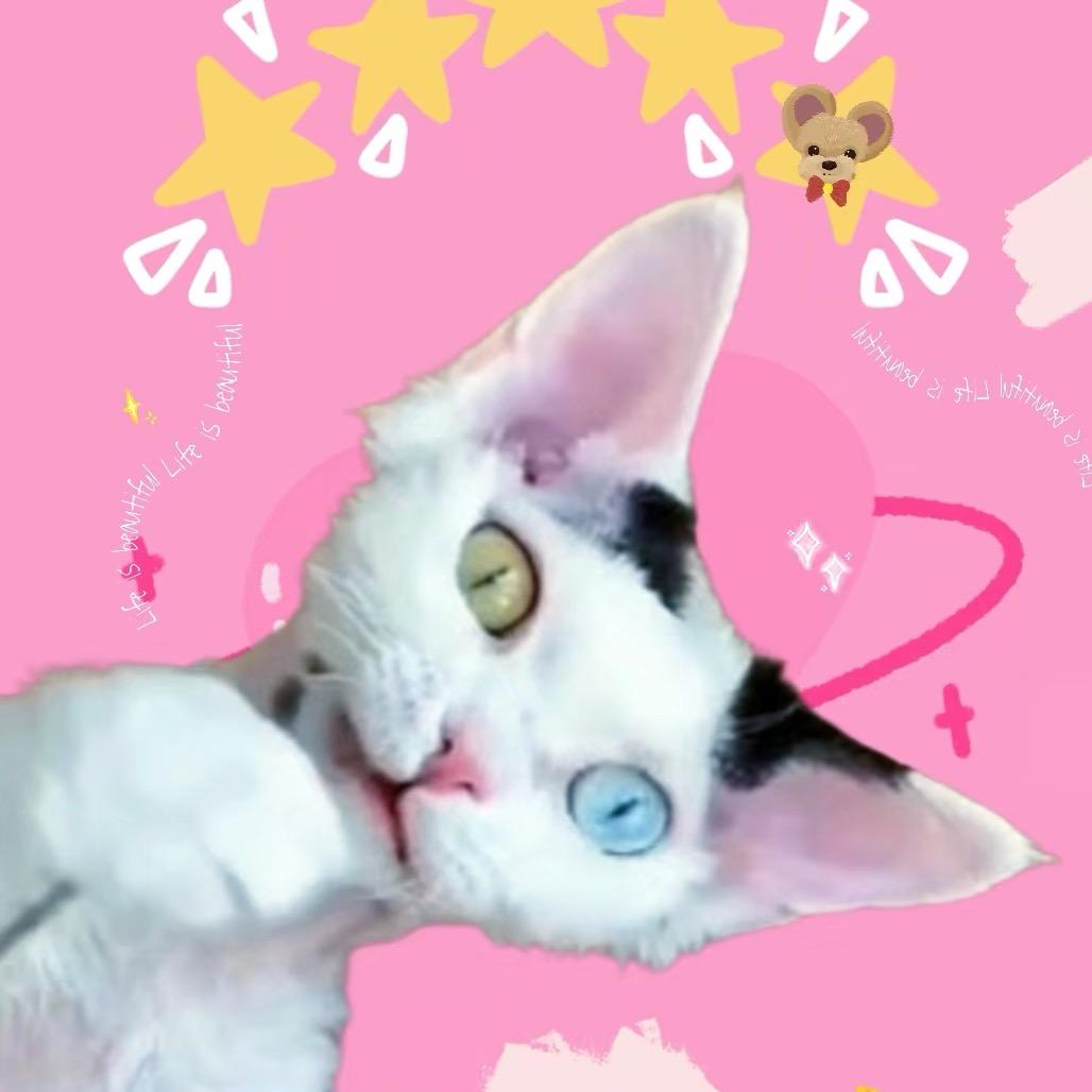 猫尚书尚老板