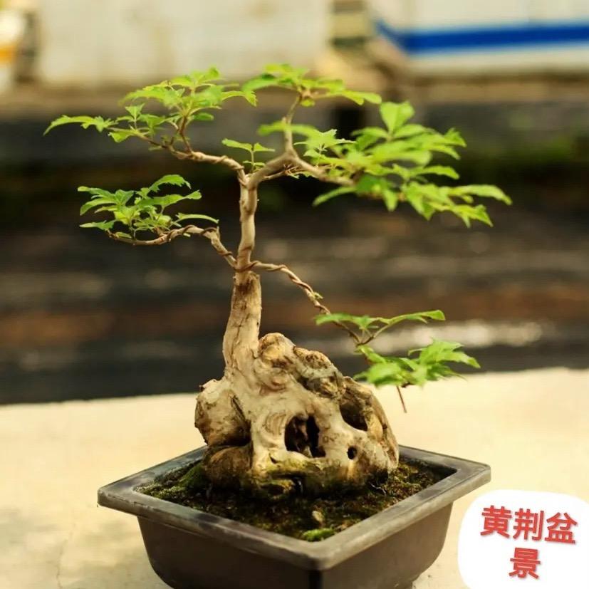 小高卖绿植