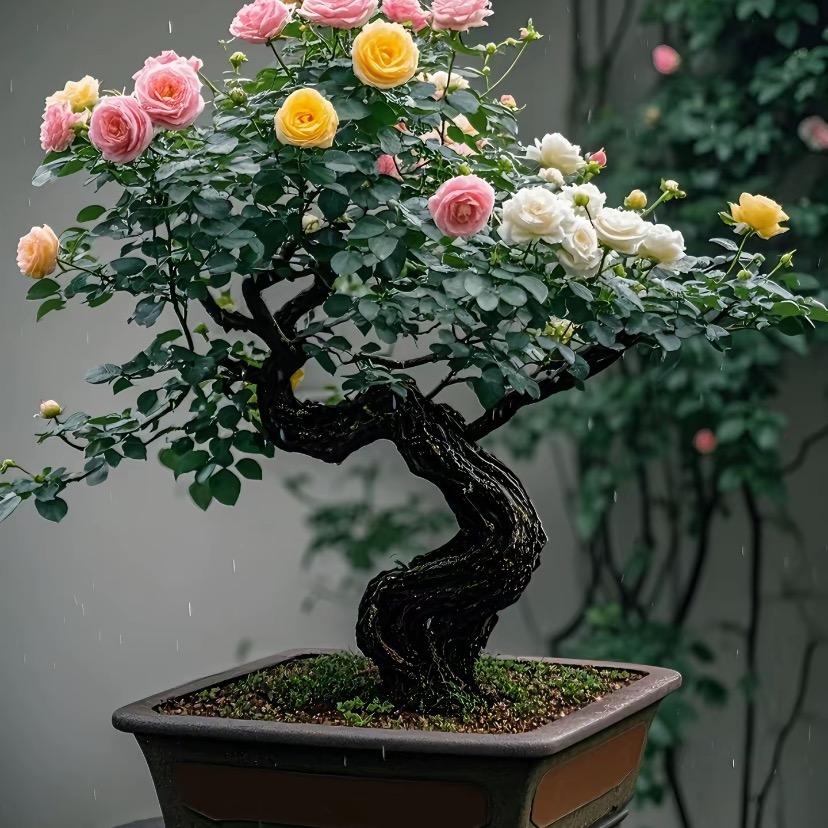 禾呈雅居