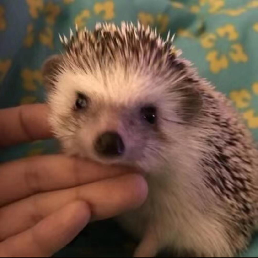 鱼骨
