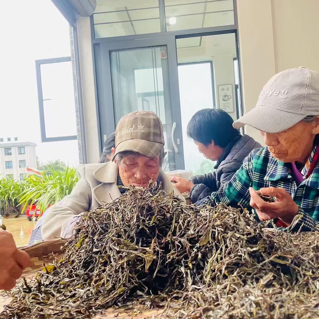 村集体助农收茶
