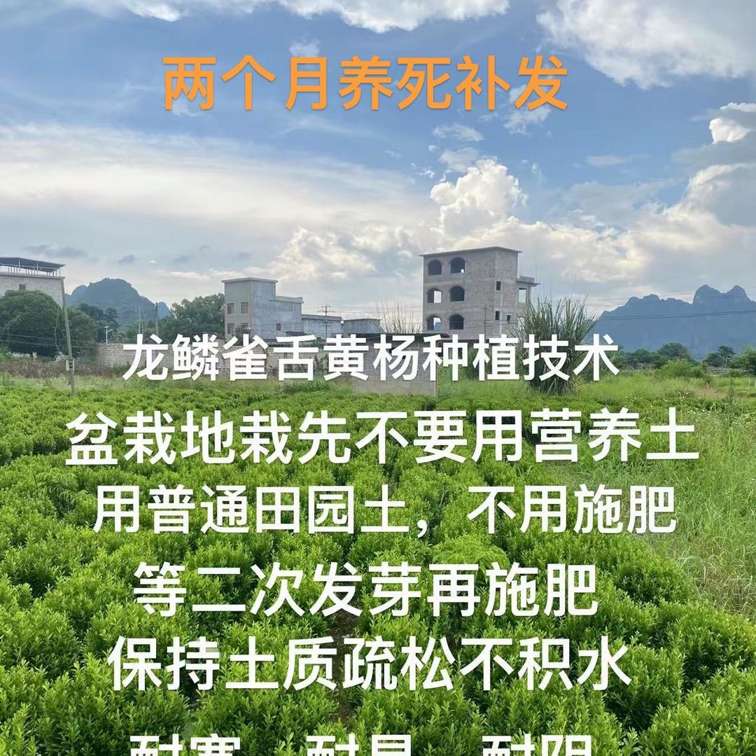 昌龍苗木黄杨培育基地