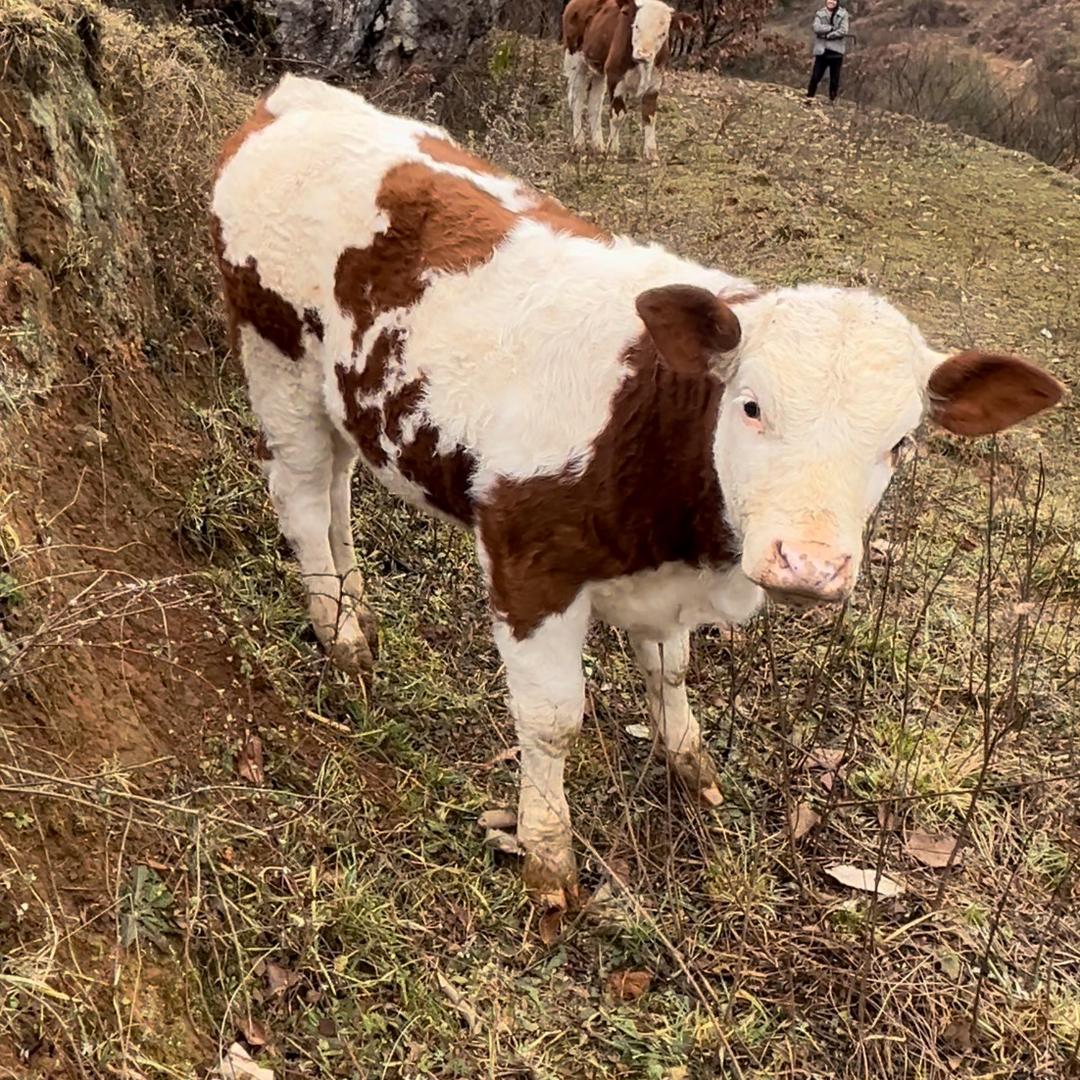 代买各种各样的牛李小板