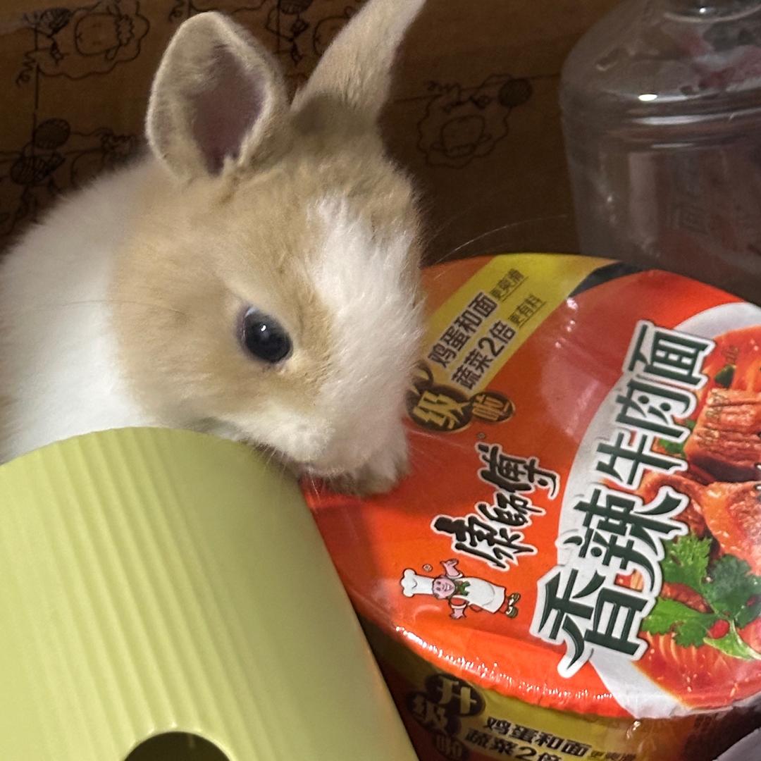 麦麦猪