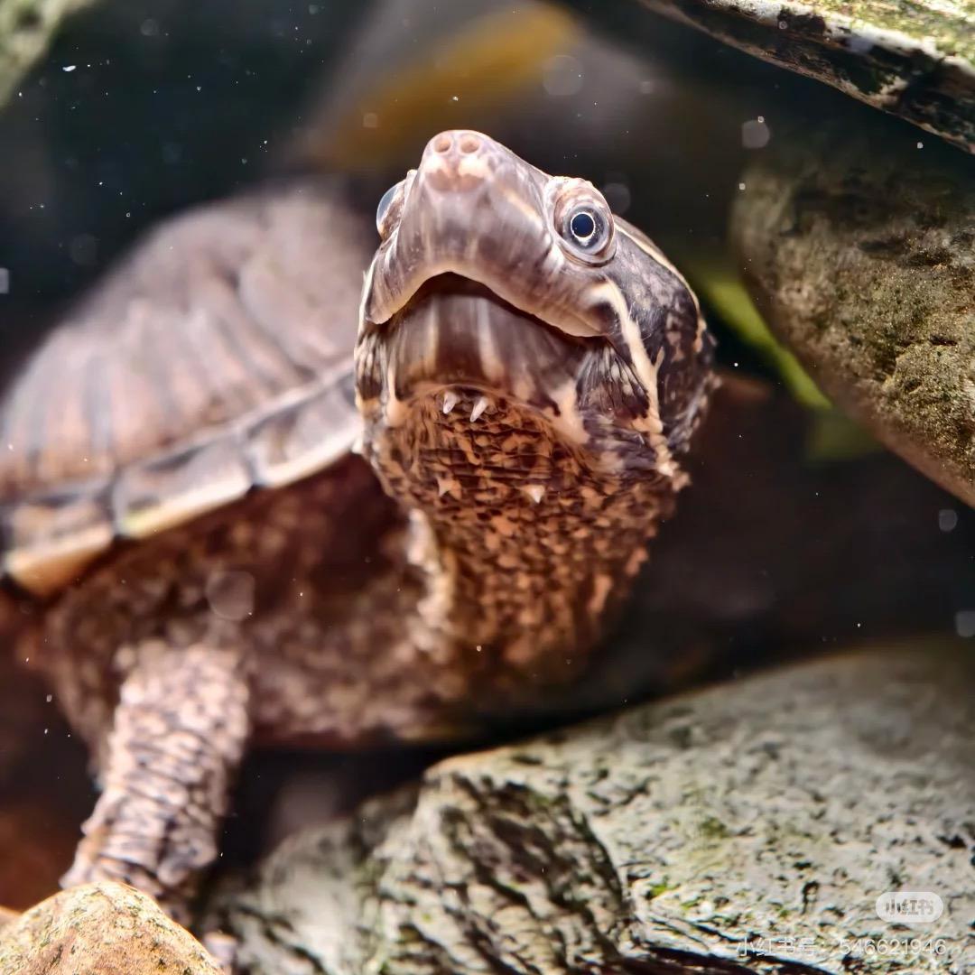 五公子的龟🐢