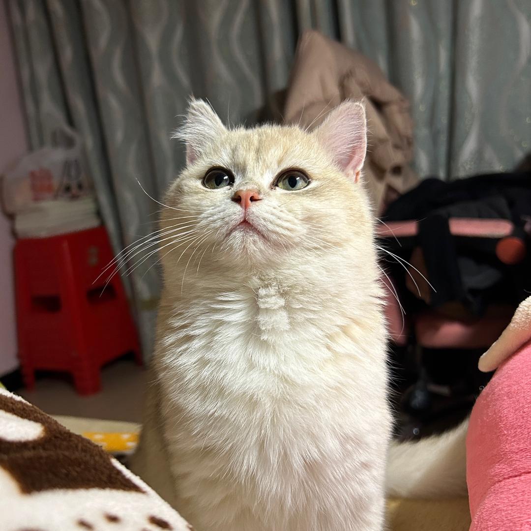 泡芙喵和豆豆汪