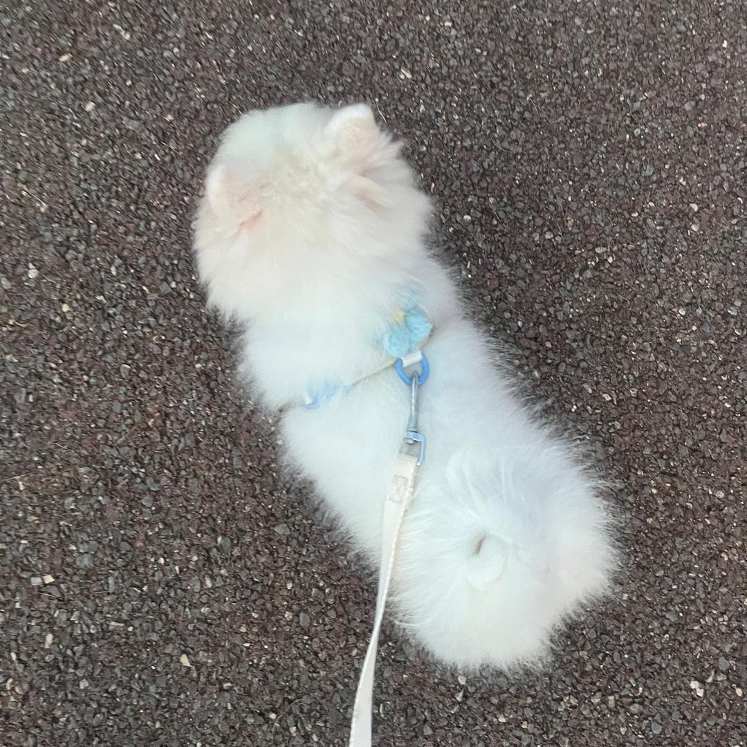 小笼包
