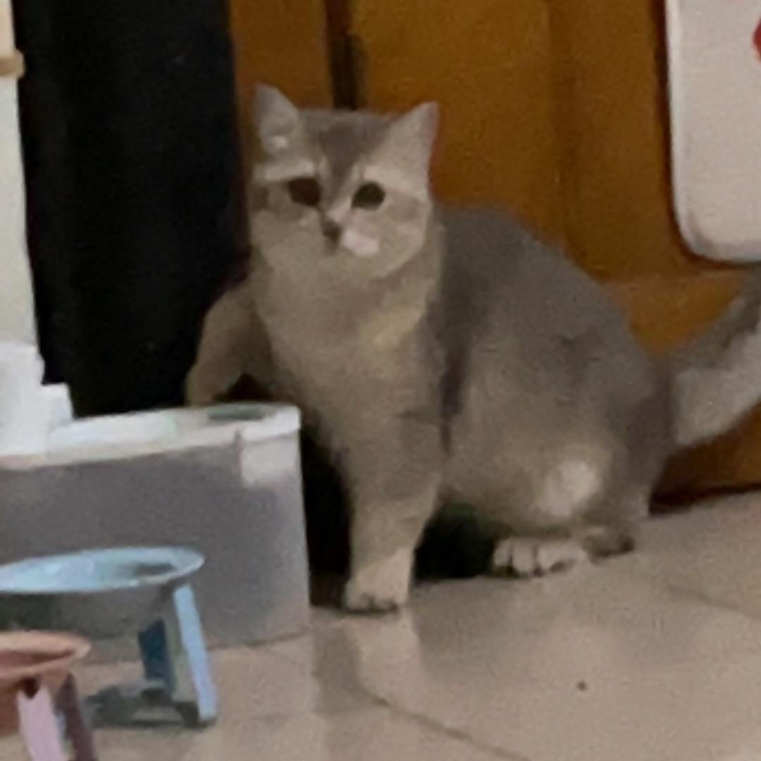 白茶
