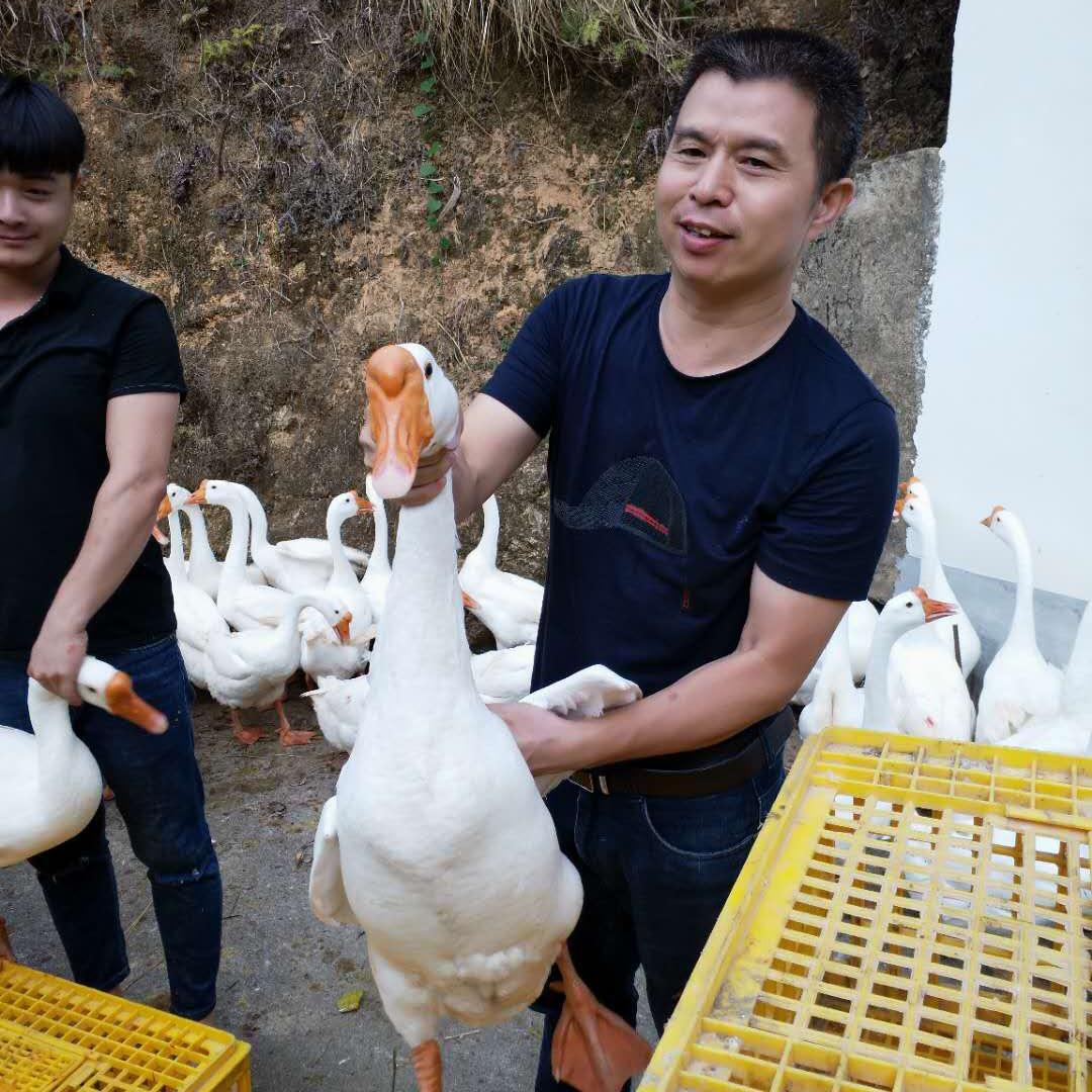 祥哥古法盐焗鸡