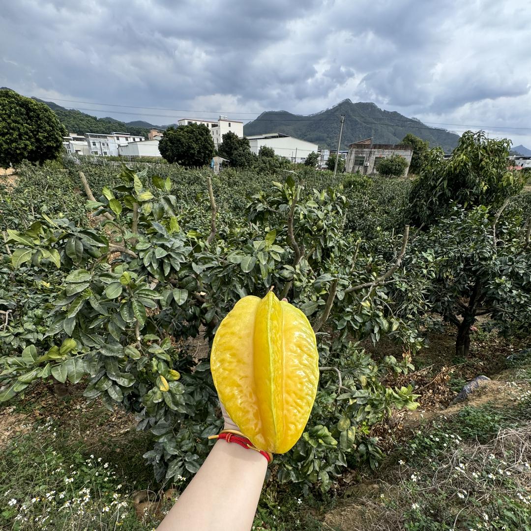 大山果蔬精品