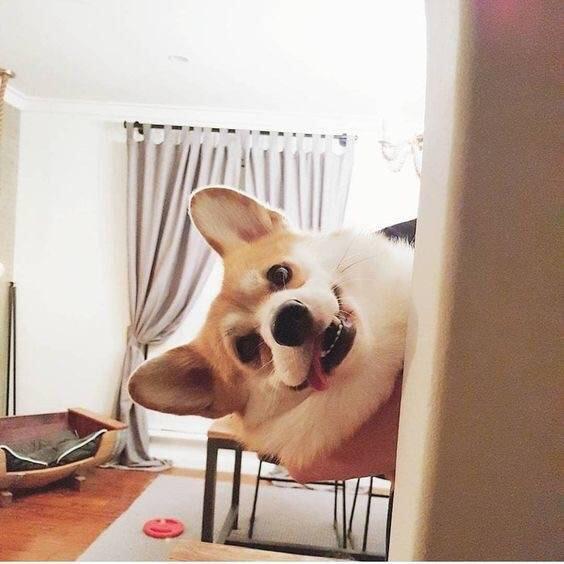 kk