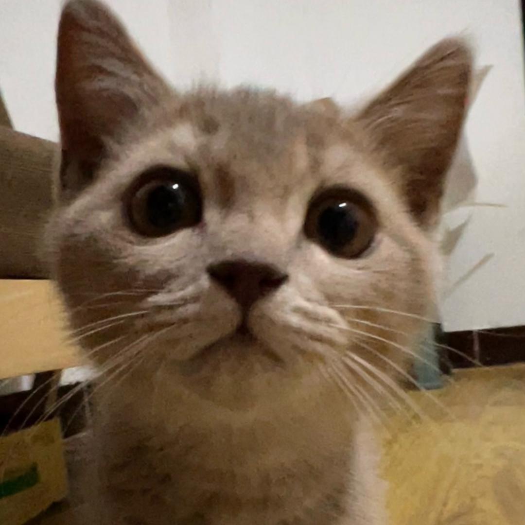 @郝运降临🐱 ୧⍤⃝