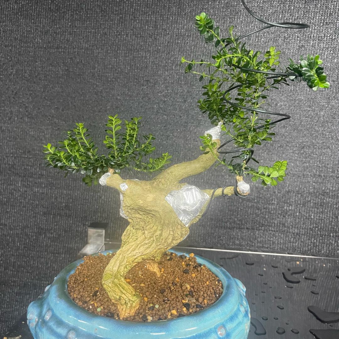 鑫楚鞋贸.模具.电镀.园艺。