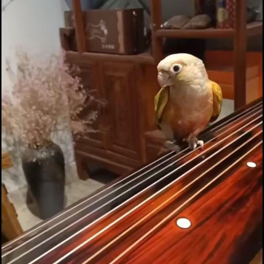 花开向阳